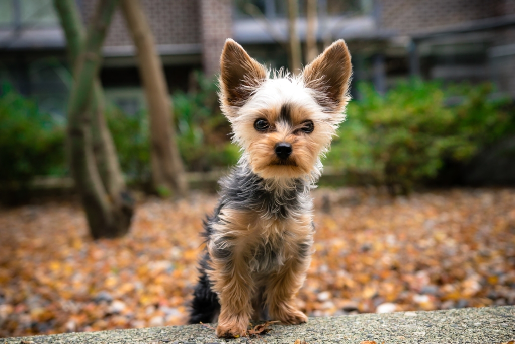 Yorkshire Terrier Price in India