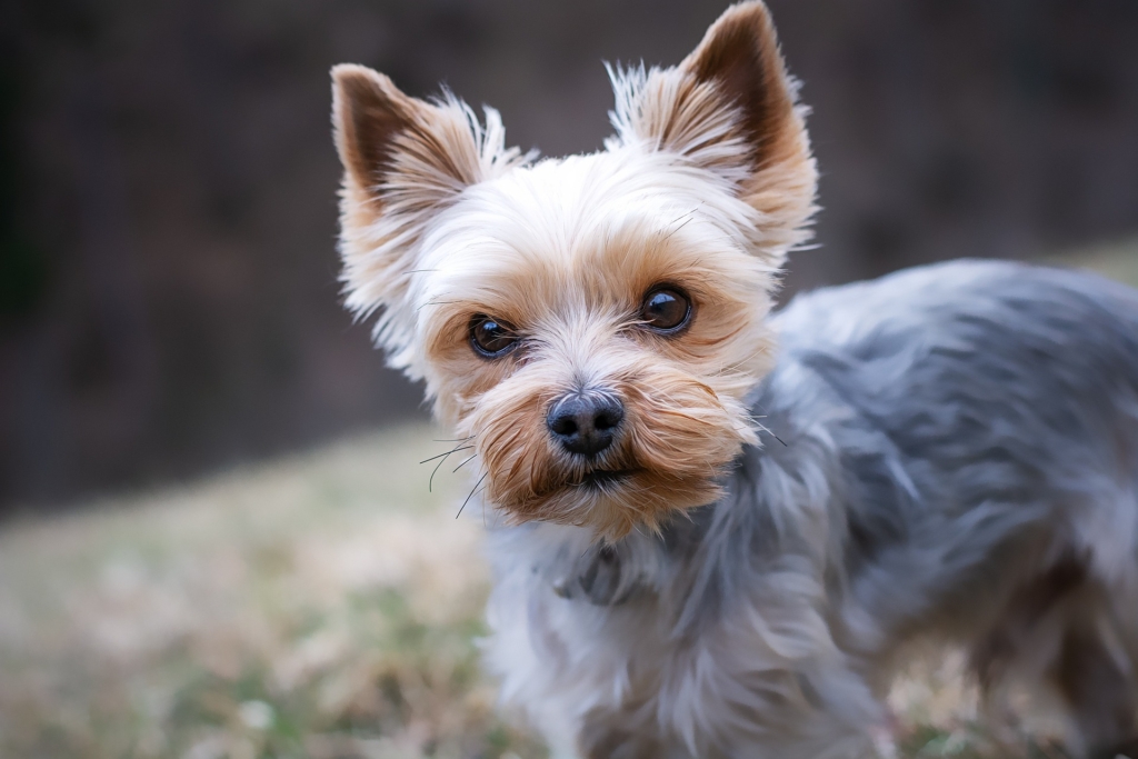 Yorkshire Terrier Price in India
