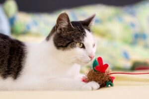 Toys for Cats