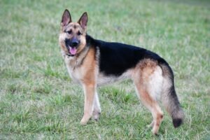 Alsatian Dog