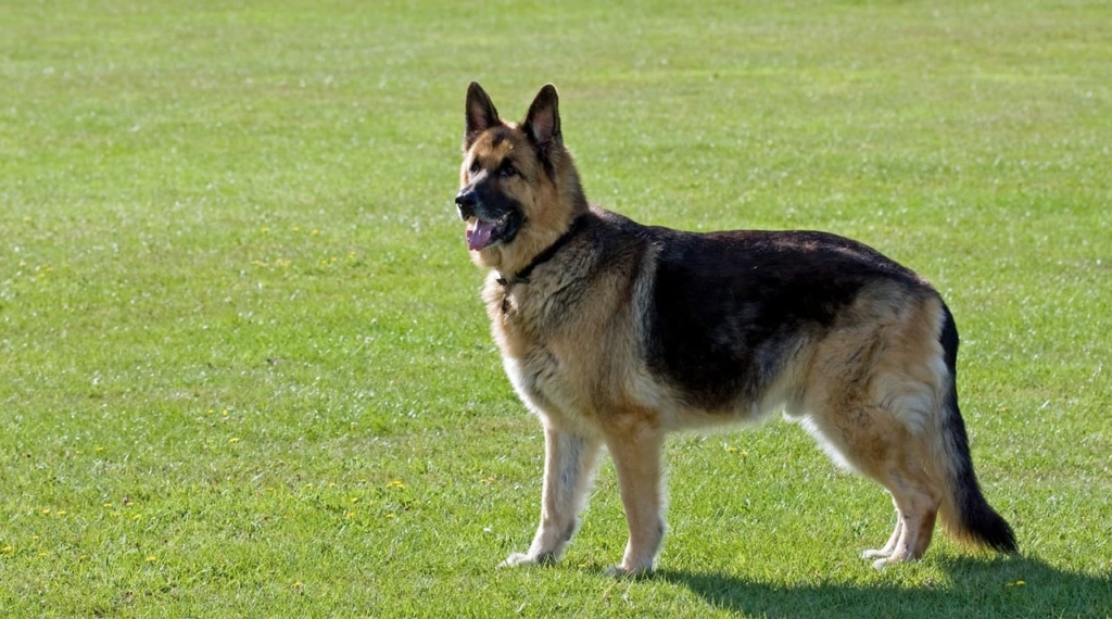 Alsatian Dog