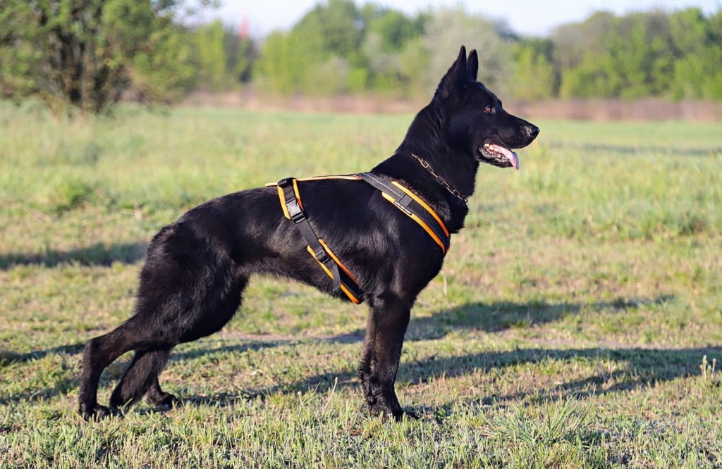 Black German Shepherd