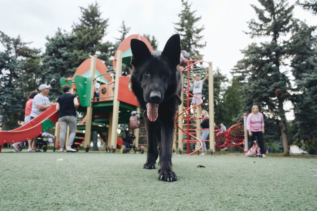 Black German Shepherd