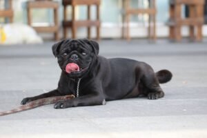 Black Pug Dog