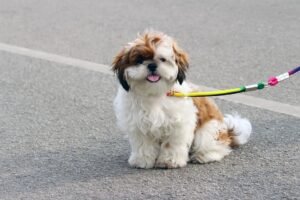 Cavachon Dog