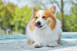 Corgi Puppies, Cutest Dog Breeds