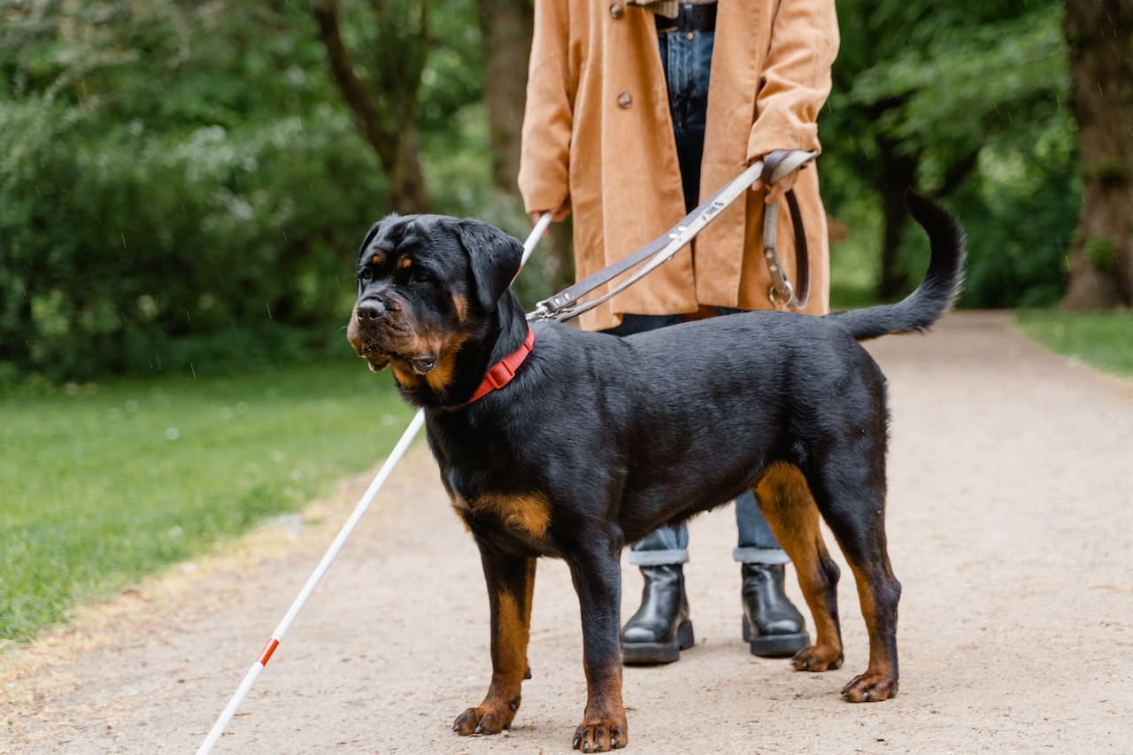 Doberman Rottweiler Dog | Price, Breed Profile, Care Tips