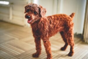Irish Doodle Dog Breed