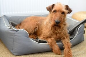 Irish Terrier Dog Breed