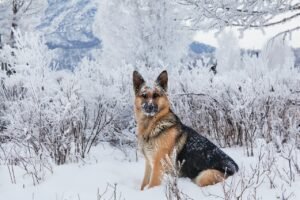 King Shepherd Dog Breed