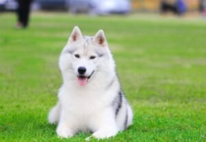 Labrador Husky, How Long Do Huskies Live