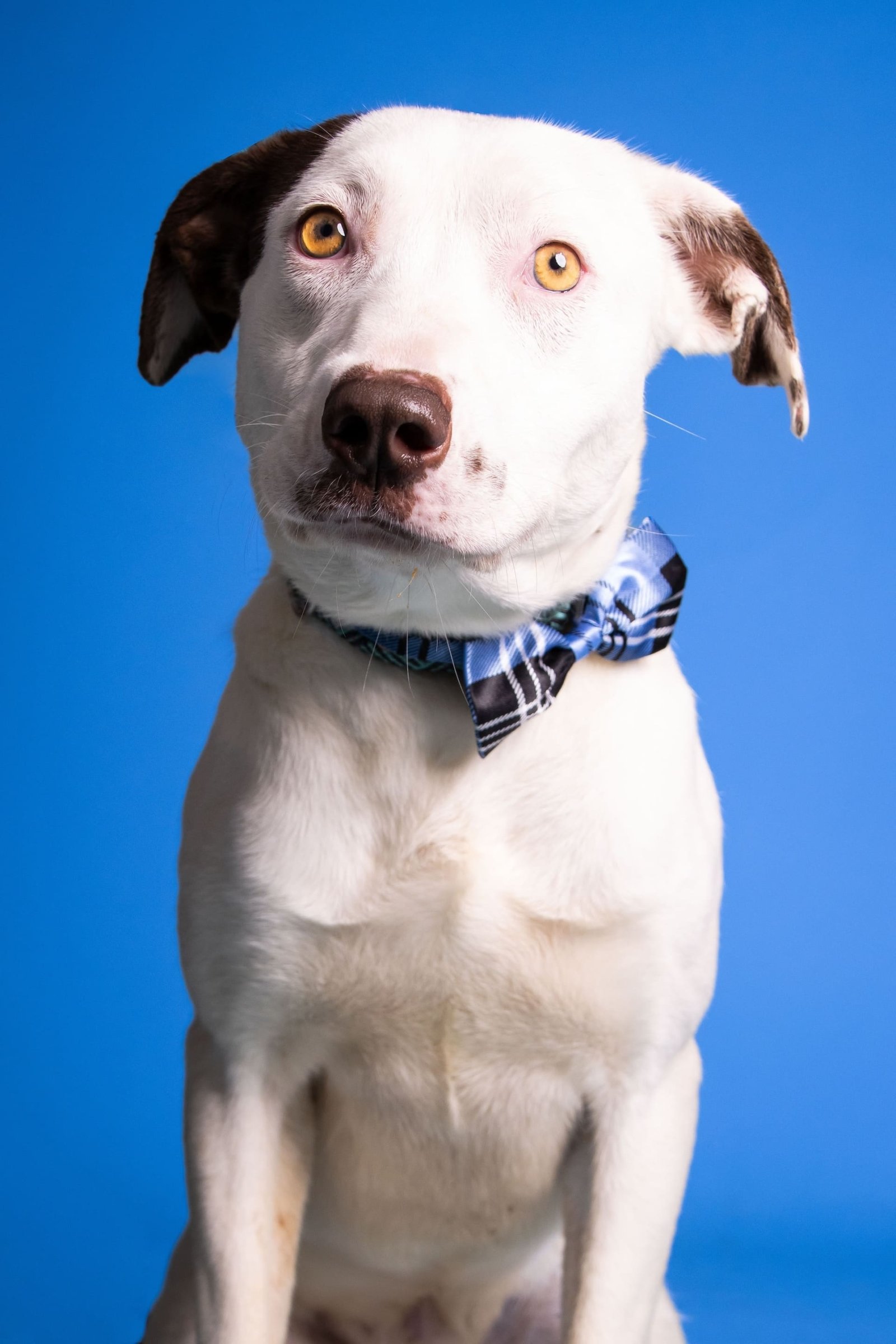 Labrador Husky Breed Info, Price, 6 Types, Health, Care