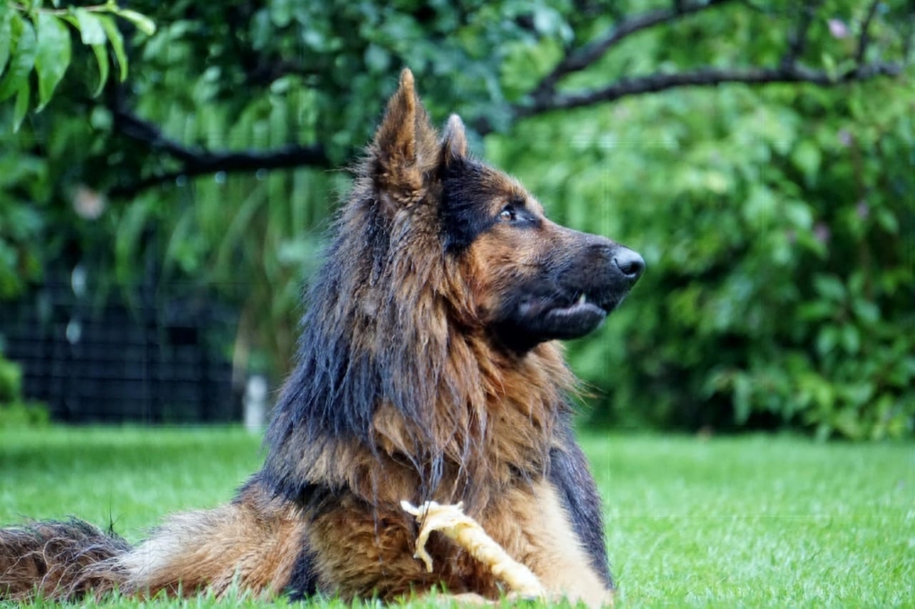 German Shepherd Rottweiler