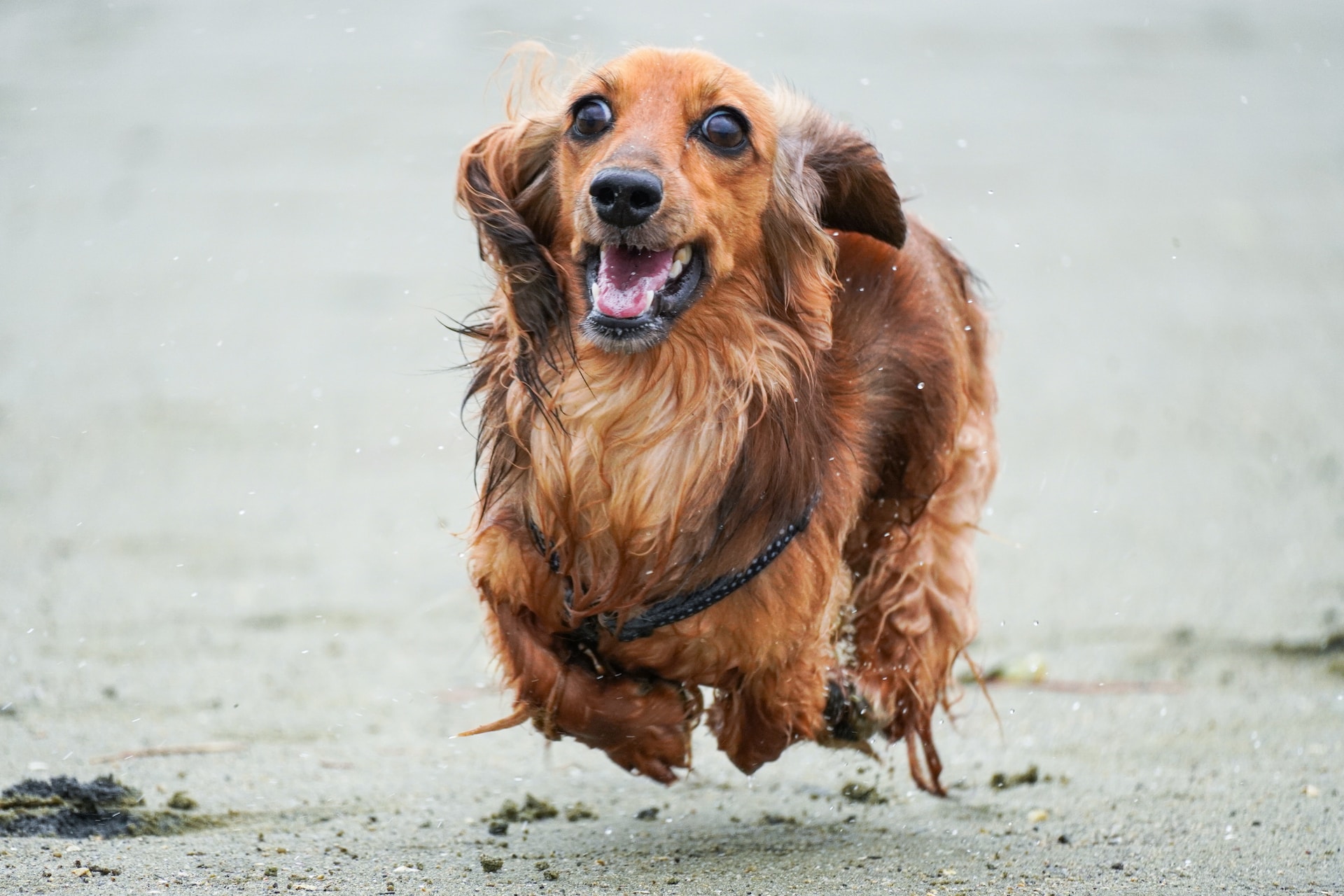 are long haired dachshunds good family dogs