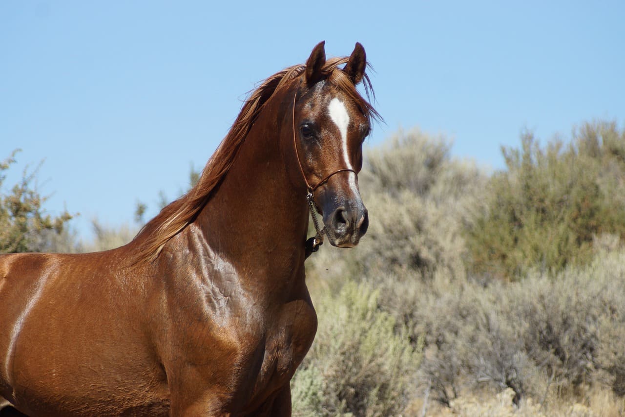 Marwari Horse | Price, 6 Types, Breed Profile, Food, Care