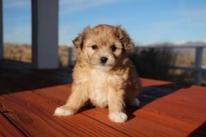 Mini Aussiedoodle Dog Breed