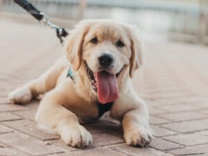 Mini Golden Retriever Dog Breed, Golden Retriever Price in India