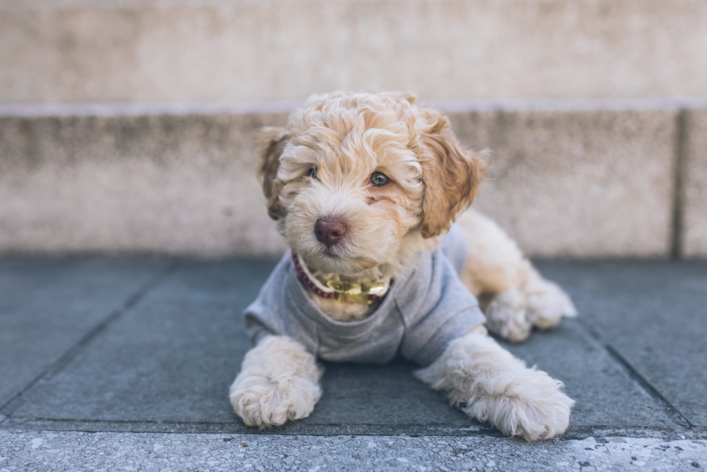 Mini Goldendoodle Dog