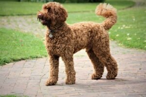 Mini Labradoodle Dog Breed