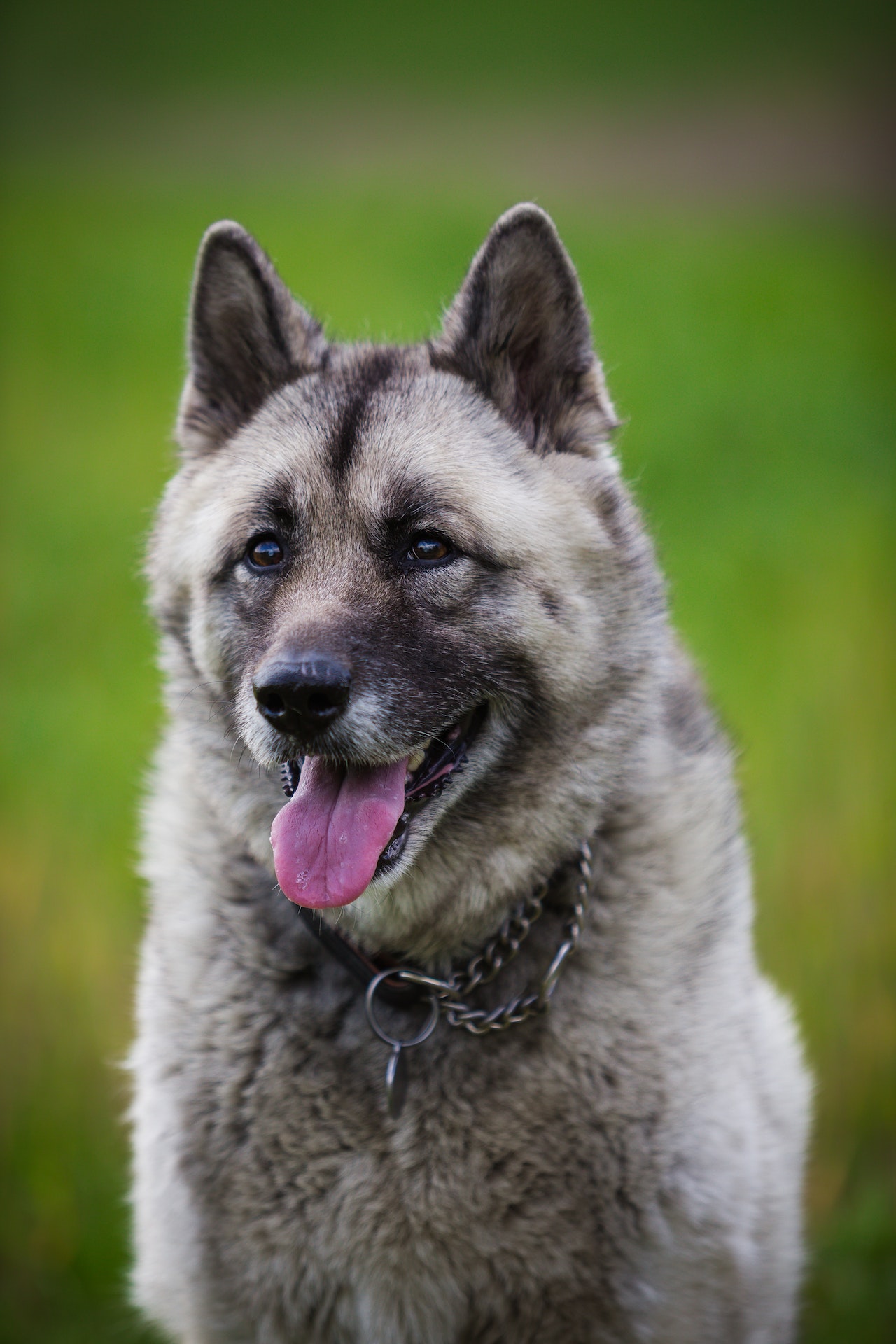 Norwegian Elkhound | Price, Breed Profile, Monthly Cost