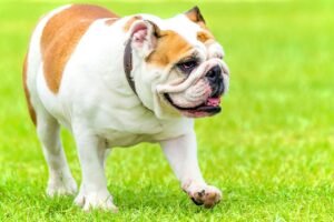 Old English Bulldog