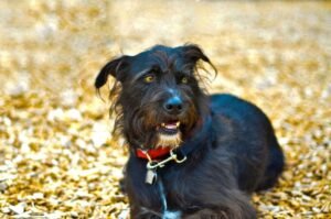 Patterdale Terrier Dog