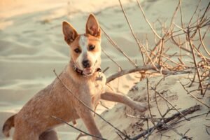 Red Heeler Dog