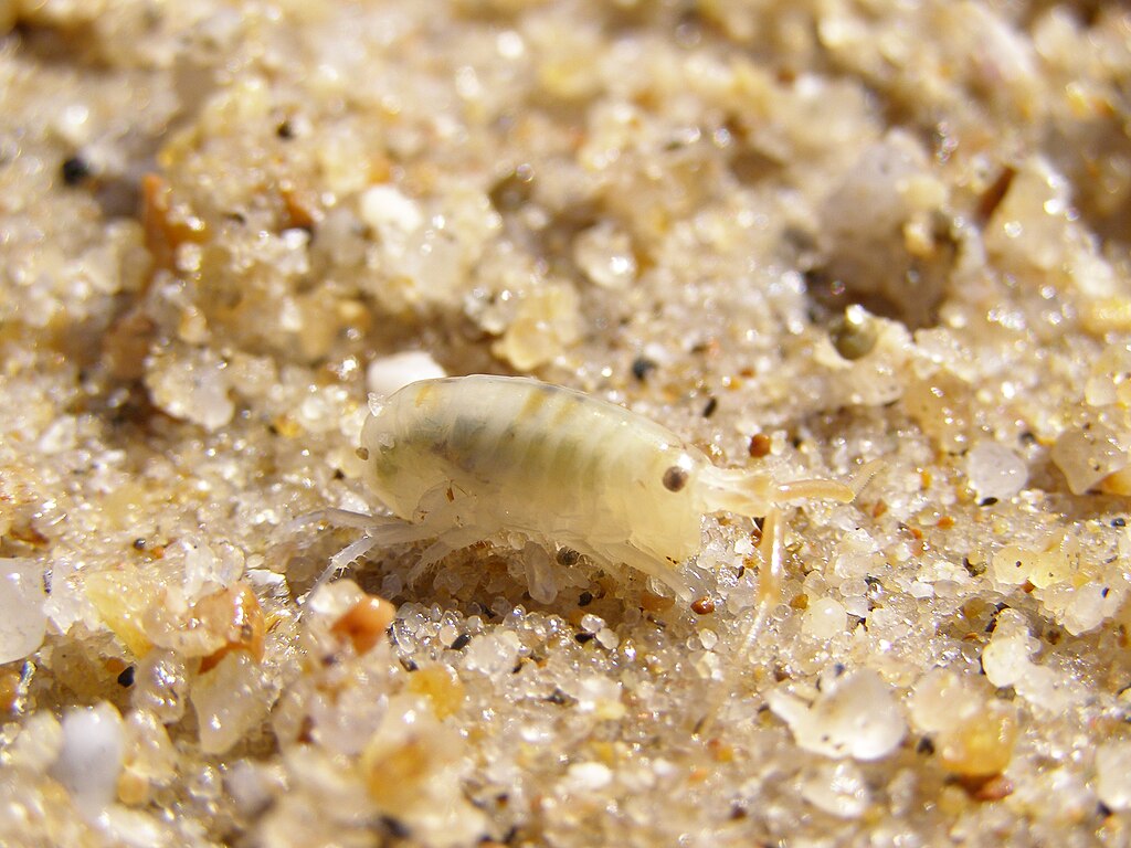 Sand Fleas