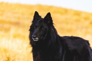 Schipperke Dog