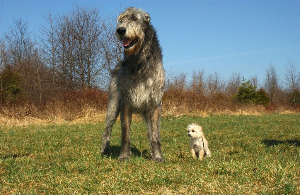 Scottish Deerhound Dog Breed
