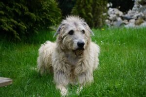 Scottish Deerhound Dog Breed