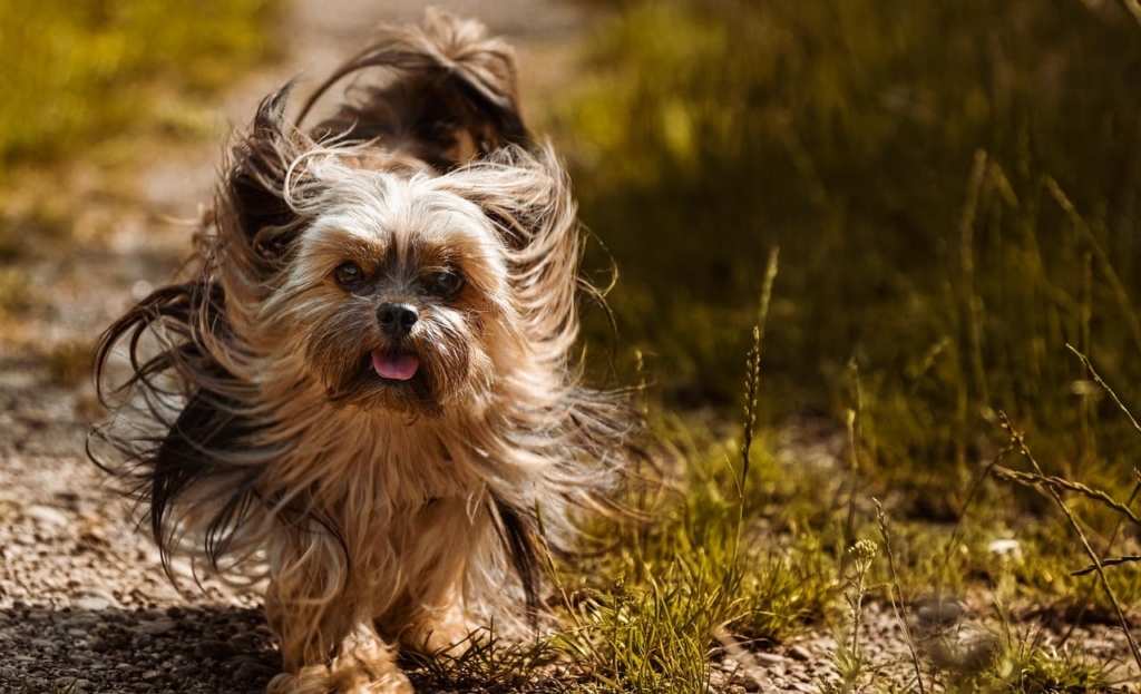Silky Terrier Dog Breed
