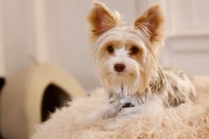 Silky Terrier Dog Breed