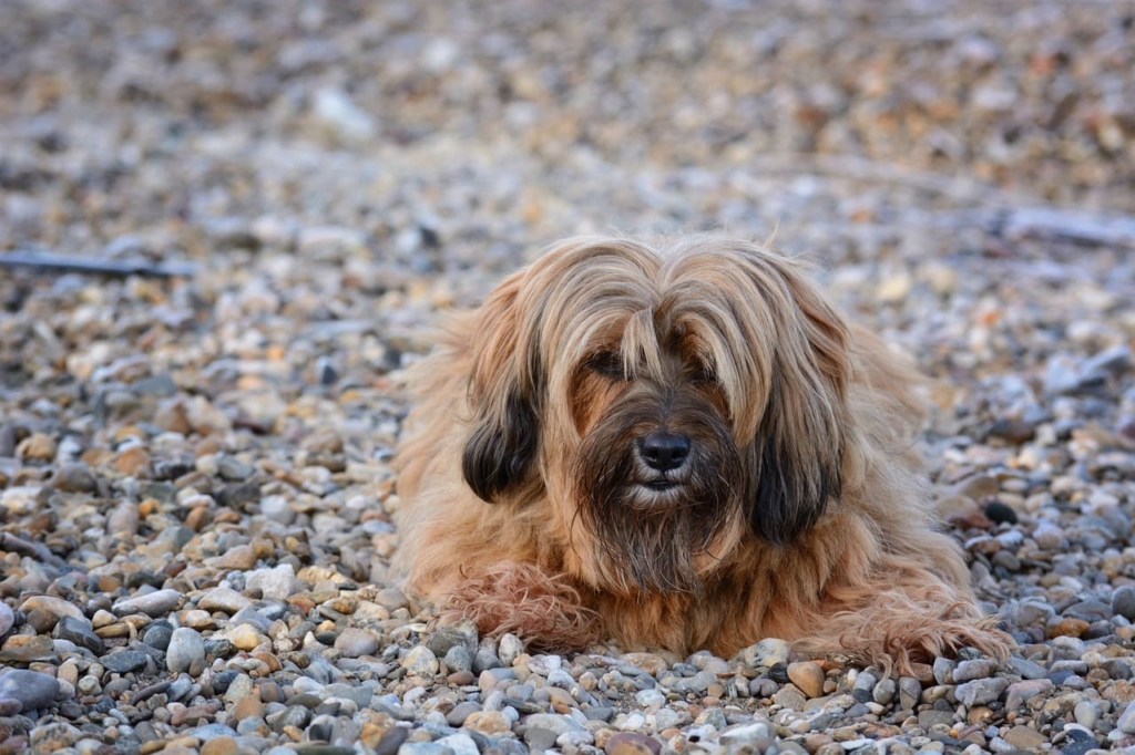 Tibetan Terrier Dog Breed