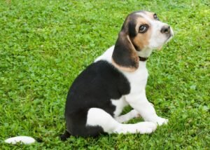Treeing Walker Coonhound Dog Breed