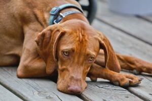 Vizsla Dog