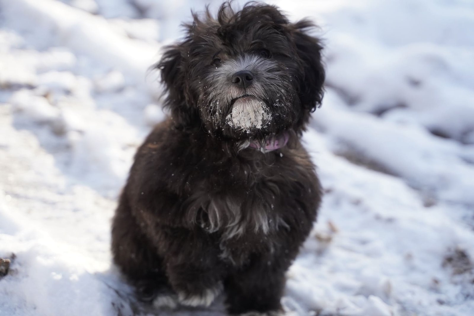 Affenpinscher Dog Breed