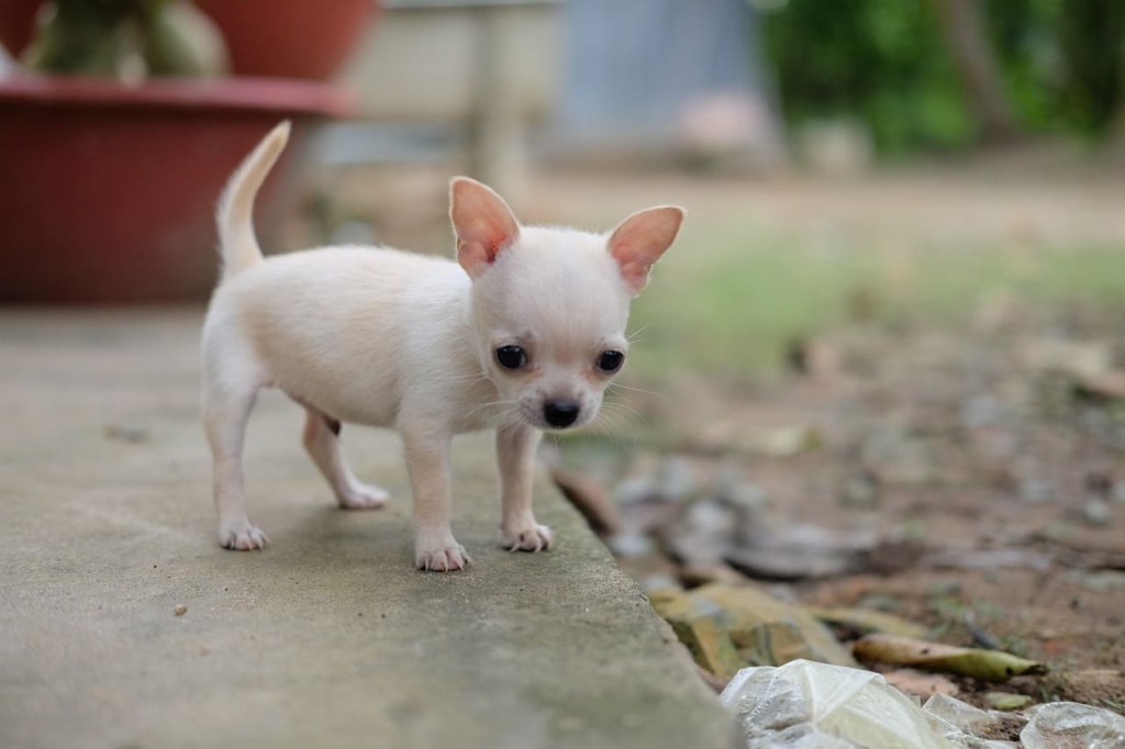 Apple Head Chihuahua