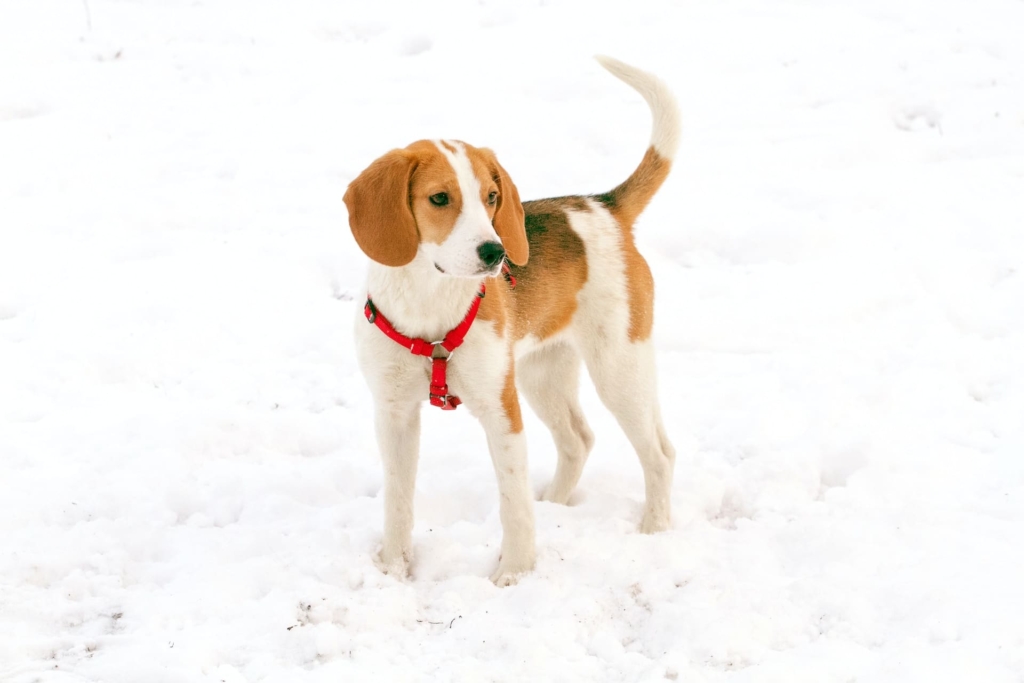 Beagle Dog, Best Dog For Home
