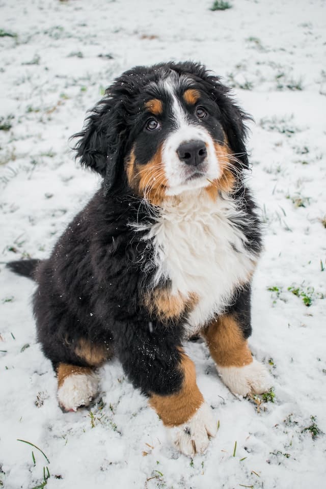 Best Family dogs - Bernese Mountain Dog