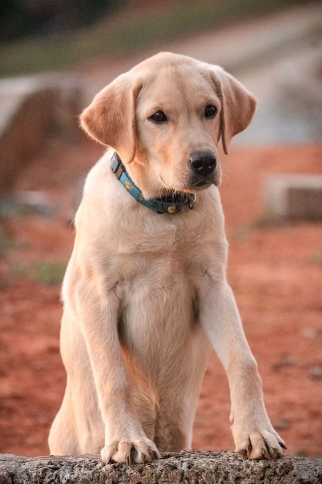 Best Family dogs - Labrador Retriever