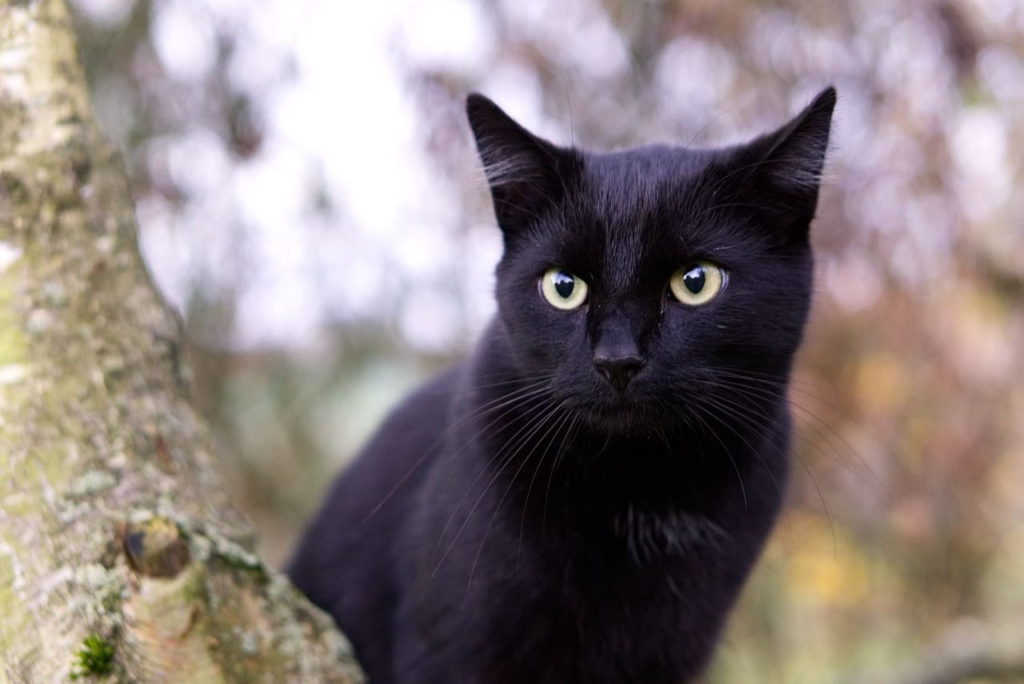 Black Cat Breeds