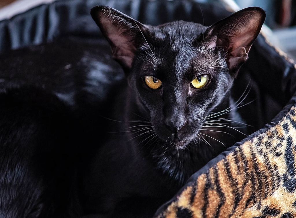 Black Cat Breeds - Oriental Shorthair Cat