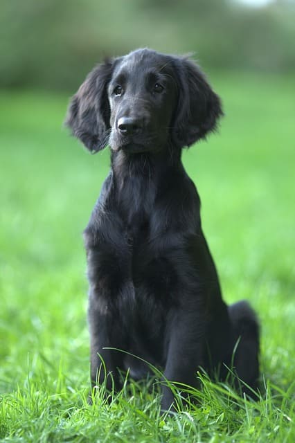 Black Dog Breeds - Flat-Coated Retriever