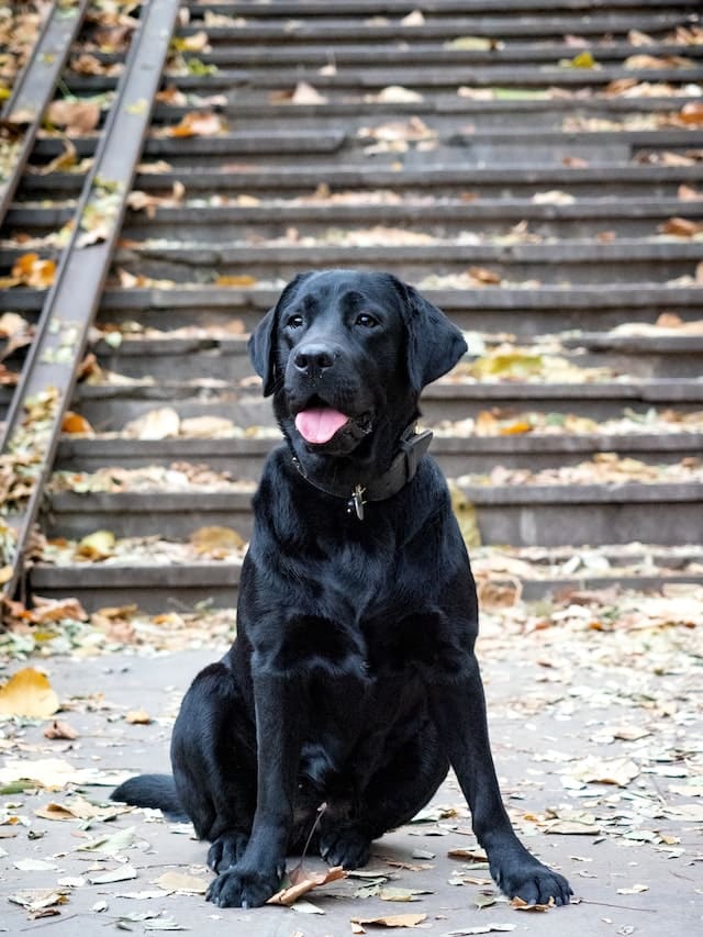Black Dog Breeds - Labrador Retriever