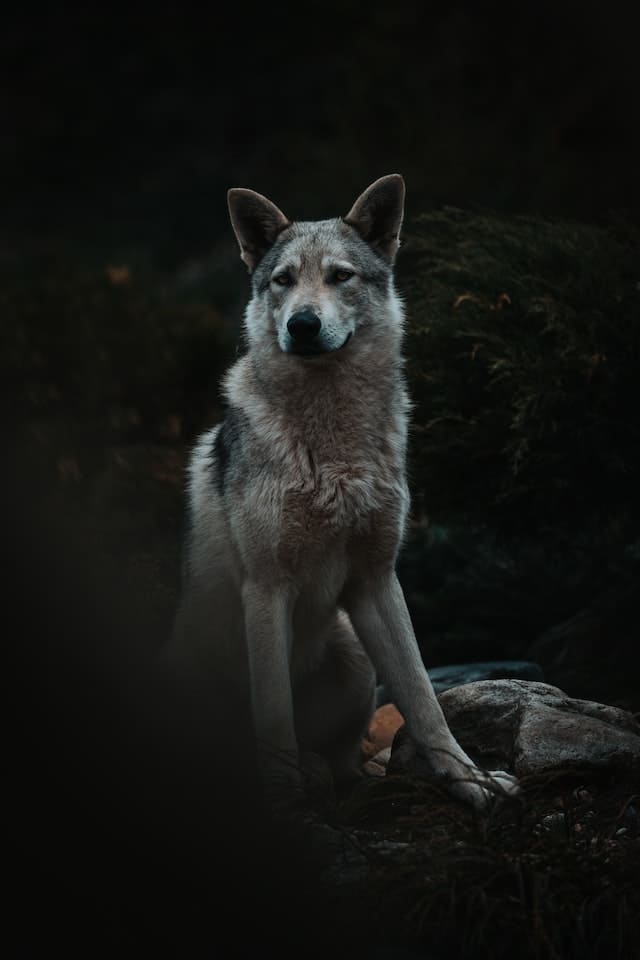 Black Dog Breeds - Saarloos Wolfdog