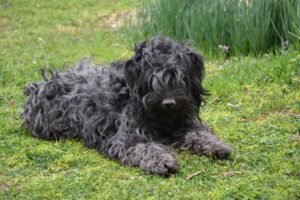 Black Russian Terrier Dog Breed