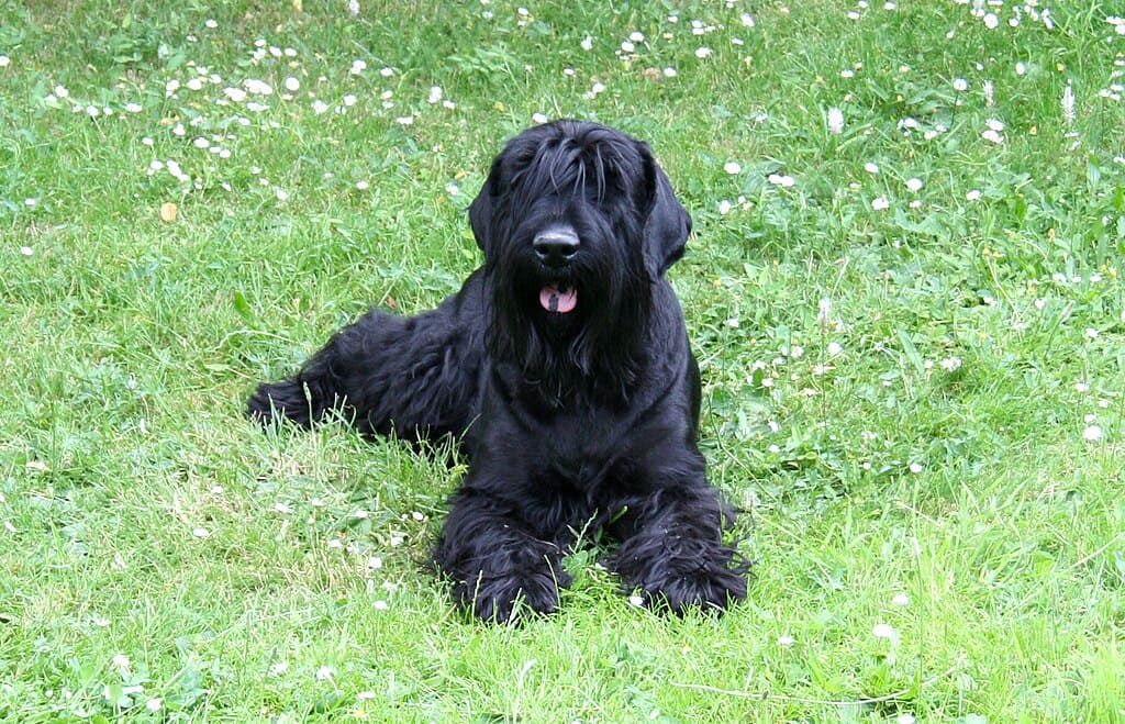 Black Russian Terrier Dog Breed
