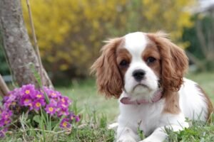 Clumber Spaniel