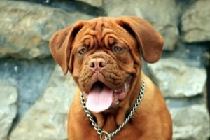 Dogue De Bordeaux